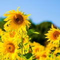 august-19
