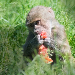 Månedens foto juni 2018