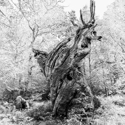 Månedens Foto oktober 2020