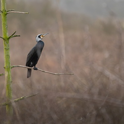 Foto marts - frit emne uden tid