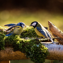 Foto april - frit emne