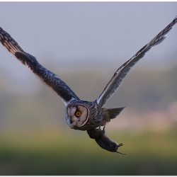 Foto juli - frit emne