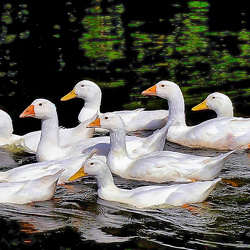 foto December - Lys i Mørket
