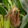 MF26-07-Billed 24